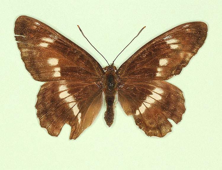 Limenitis camilla male (aberrant form asymmetrical + angustofasciata) (Internet Image property of respective owner, non-commercial use only)